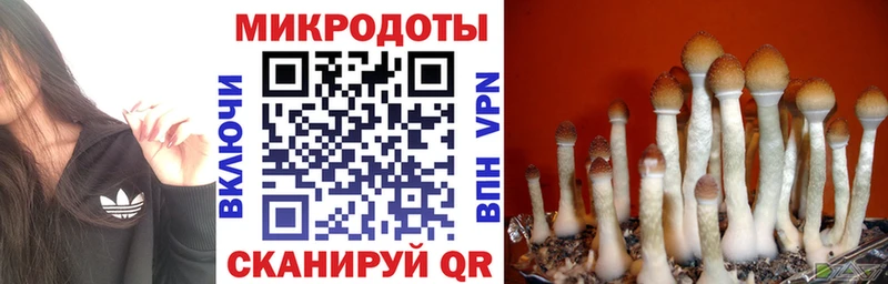 Купить закладки  Ачхой-Мартан  Галлюциногенные грибы Psilocybe 